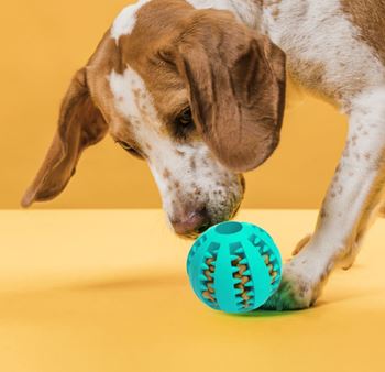 Obrázek Žvýkací míček pro psy
