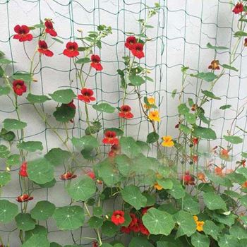 Obrázek z Podpůrná síť pro pěstování zeleniny a květin 