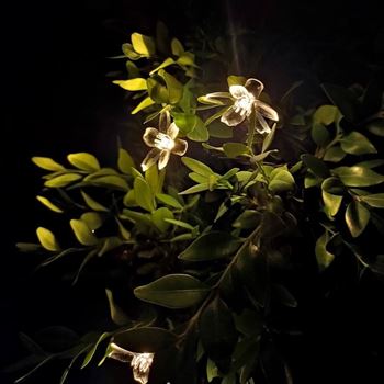 Obrázek z Solární světelný řetěz - květiny 