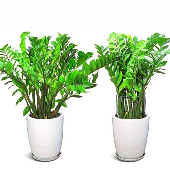 Obrázek z 2 ks Kovové podpěry rostlin 40 cm 