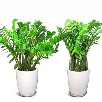 Obrázek z 2 ks Kovové podpěry rostlin 40 cm 